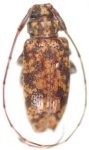 Oxathres simillima