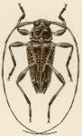  Ozineus angulistigma