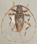  Ozineus caliginosus