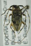  Ozineus cinerascens