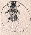  Ozineus cretatus