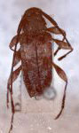  Ozineus dimidiatus