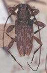  Ozineus doctus