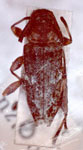  Ozineus dubius