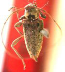  Ozineus guttatus