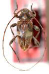  Ozineus orbiculus