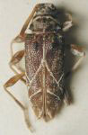  Ozineus torquatus