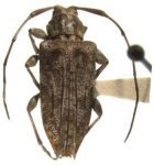  Parabaryssinus lineaticollis