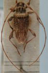  Paracleodoxus simillimus