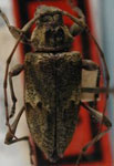  Paranisopodus peruanus