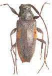  Piezochaerus monnei