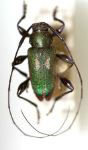  Proseriphus viridis