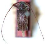  Sciadosoma umbrosum