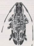  Sporetus decipiens