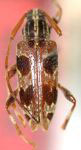  Sporetus distinctus