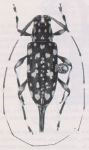  Sporetus guttulus