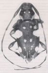  Sporetus probatioides