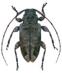  Styloleptus inermis