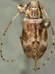  Styloleptus pilosellus