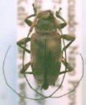  Sympagus bimaculatus