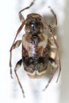  Sympagus favorabilis