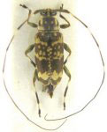  Toronaeus incisus