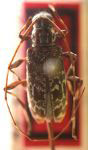  Toronaeus lautus