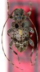  Trichillurges maculatus