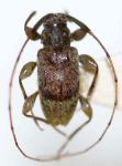  Trichillurges olivaceus