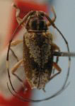  Trichonius bellus