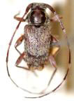  Trichonius fasciatus