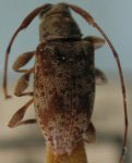  Tropidozineus ignobilis