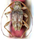  Tropidozineus pauper