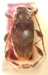  Tropidozineus tuberosus