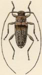  Urgleptes amplicollis