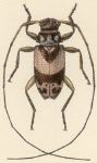  Urgleptes callizonus