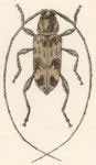  Urgleptes clerulus