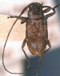  Urgleptes musculus