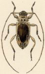  Urgleptes nigridorsis