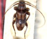  Urgleptes puerulus