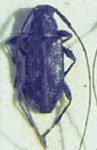  Urgleptes sordidus