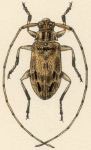  Urgleptes xantho