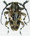  Acanthoderes (Acanthoderes) alpina