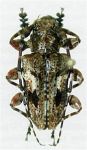  Acanthoderes (Acanthoderes) amplitoris