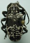  Acanthoderes (Pardalisia) funeraria