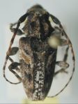  Aegomorphus albosignus