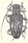  Exalphus simplex