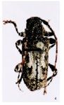  Exalphus vicinus