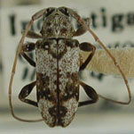  Nesozineus galapagoensis williamsi