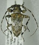  Oreodera affinis